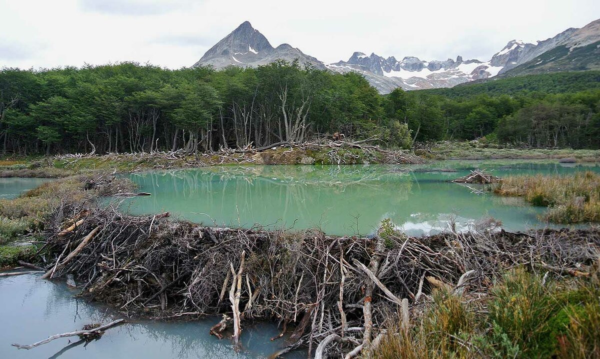 Kỹ năng xây dựng tuyệt đỉnh của Hải Ly